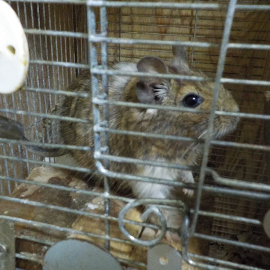 オス(里親決定済)のカバー写真