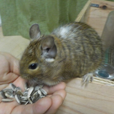 オス(里親決定済)の写真