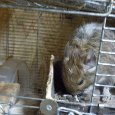 オス(里親決定済)の写真