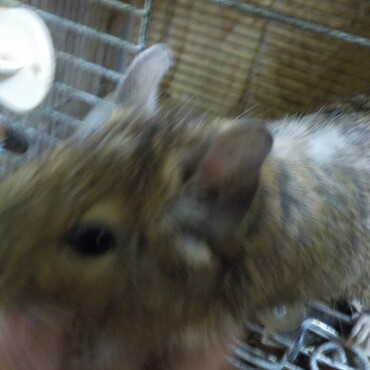 オス(里親決定済)の写真