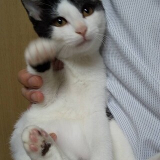 お鼻ピンクのかわいい子