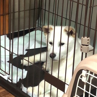 生後1年弱の雑種です。人懐っこい男の子です。