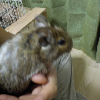 １歳のデグー（３匹）の里親を募集します