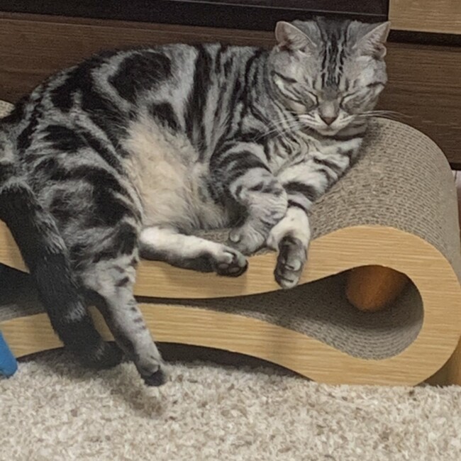ringfのカバー写真