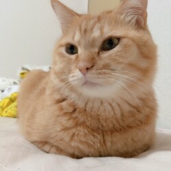 里親を探し