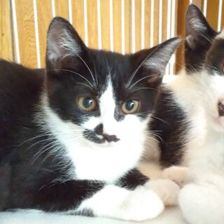 小さな声でなくシャイな女の子