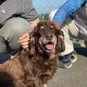 家族として迎えてください