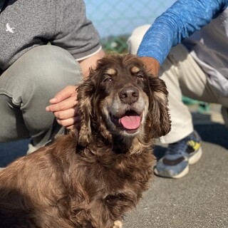 家族として迎えてください