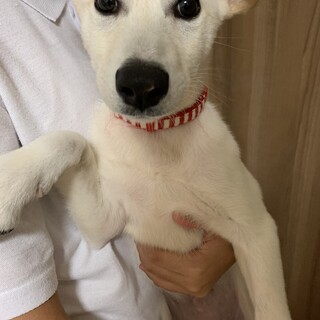 『里親決定おめでとう！』子供が大好きなミクちゃん
