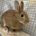 うさぎ、オス1歳　可愛いです