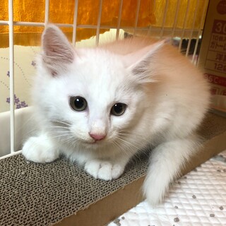 生後3ｹ月 白猫 シュガー