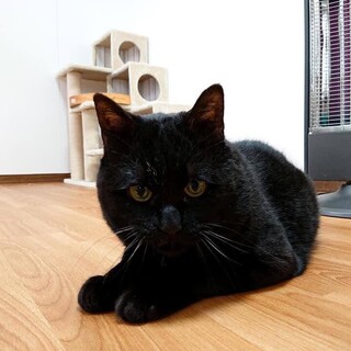 16歳 黒猫 家光さん 里親様募集です♡