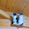 『母ちゃんの隣にはボクがいる』