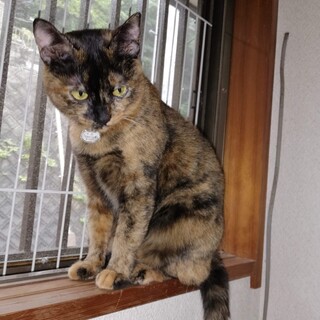 会話ができる？！サビ猫のティティ