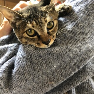 ダヤンに似たいたずらっぽい顔の女の子4か月