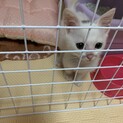 白色の子猫(生後2ヶ月)