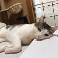 ころん