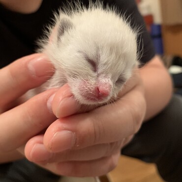 生後４日くらい。全体的に明るいグレーでお鼻がピンク！