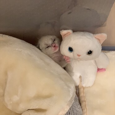 ぬいぐるみに抱きついて爆睡。