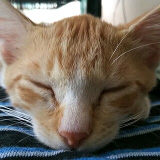 【動画リンク有】人懐っこくて元気いっぱいです