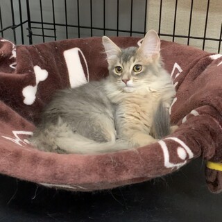 食いしん坊さんソマリ女の子