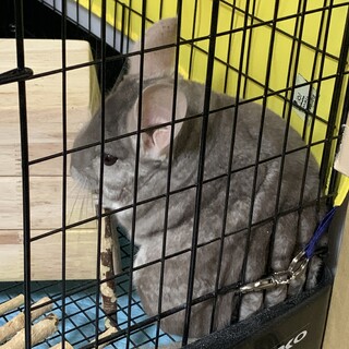 チンチラの女の子