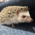 ハリネズミ　ノーマル