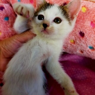 キジシロの女の子　きなこちゃん