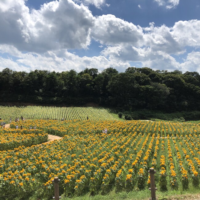 ねこなすびのカバー写真
