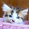 ラガマフィンの子猫です♪