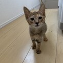 静岡【大きなお耳の茶トラ♡子猫女子】
