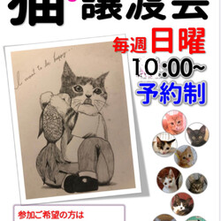 猫☆譲渡会