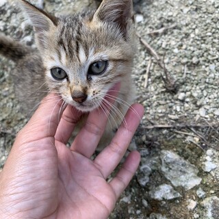 生後1ヶ月位の甘えん坊メス猫ちゃん