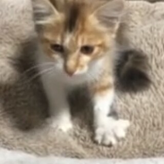 可愛らしい三色柄の美形猫