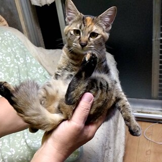 人慣れOK、おとなしいサビ猫ちゃん♀