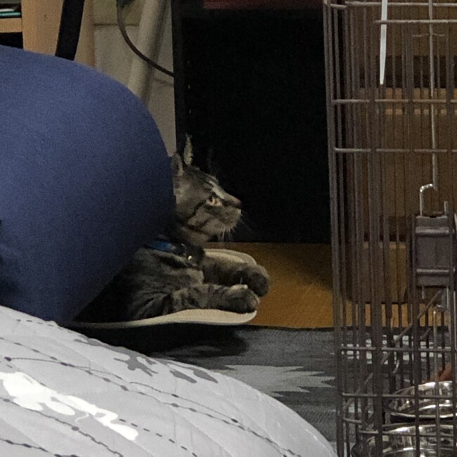 MARIFEのカバー写真