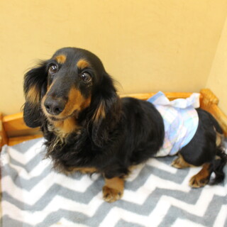 ライナちゃん　推定7才