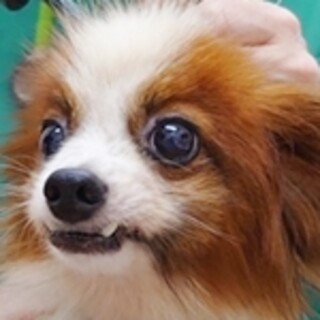 保護犬ナンバーＤ１４４７　パピヨン