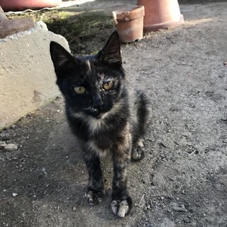 少し怖がりなサビ猫の女の子　里親募集中
