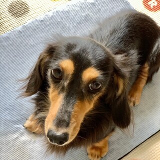 おもちゃ大好き！天真爛漫ケルシーちゃん❤︎