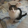 ネコチヤンすき