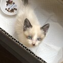 ラグドールのような子猫ちゃん