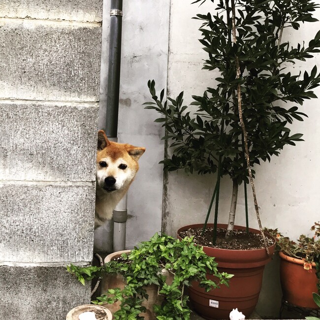 habooのカバー写真