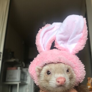 フェレットオス2匹