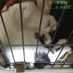 「サン君お家修業の成果」サムネイル2