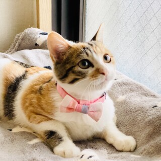 きゅんとくる子猫さん！【4ヶ月】