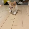 生後2カ月のマンチカンの子猫