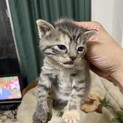 生後2カ月のマンチカンの子猫