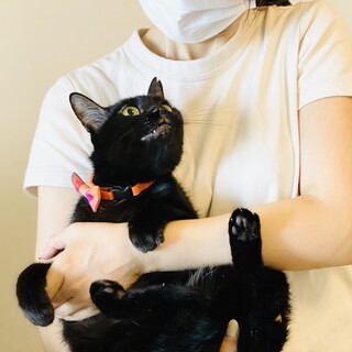 抱っこ大好き小柄な黒ちゃん【お留守番OK】