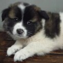 里親様に迎えられました。子犬♂169